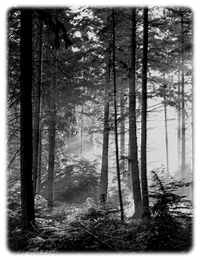 Forest Beauty.png
